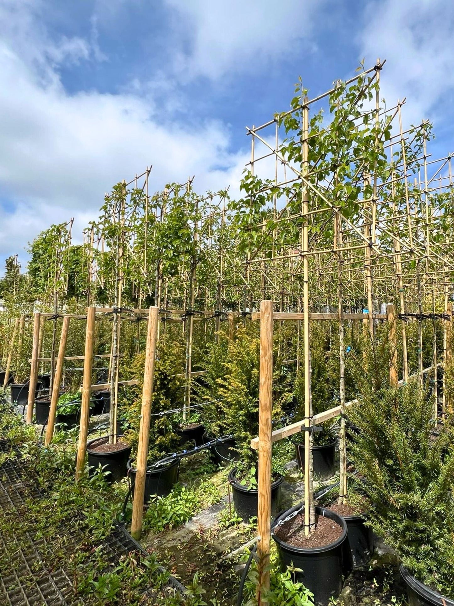 Pleached Callery Pear trees in the nursery