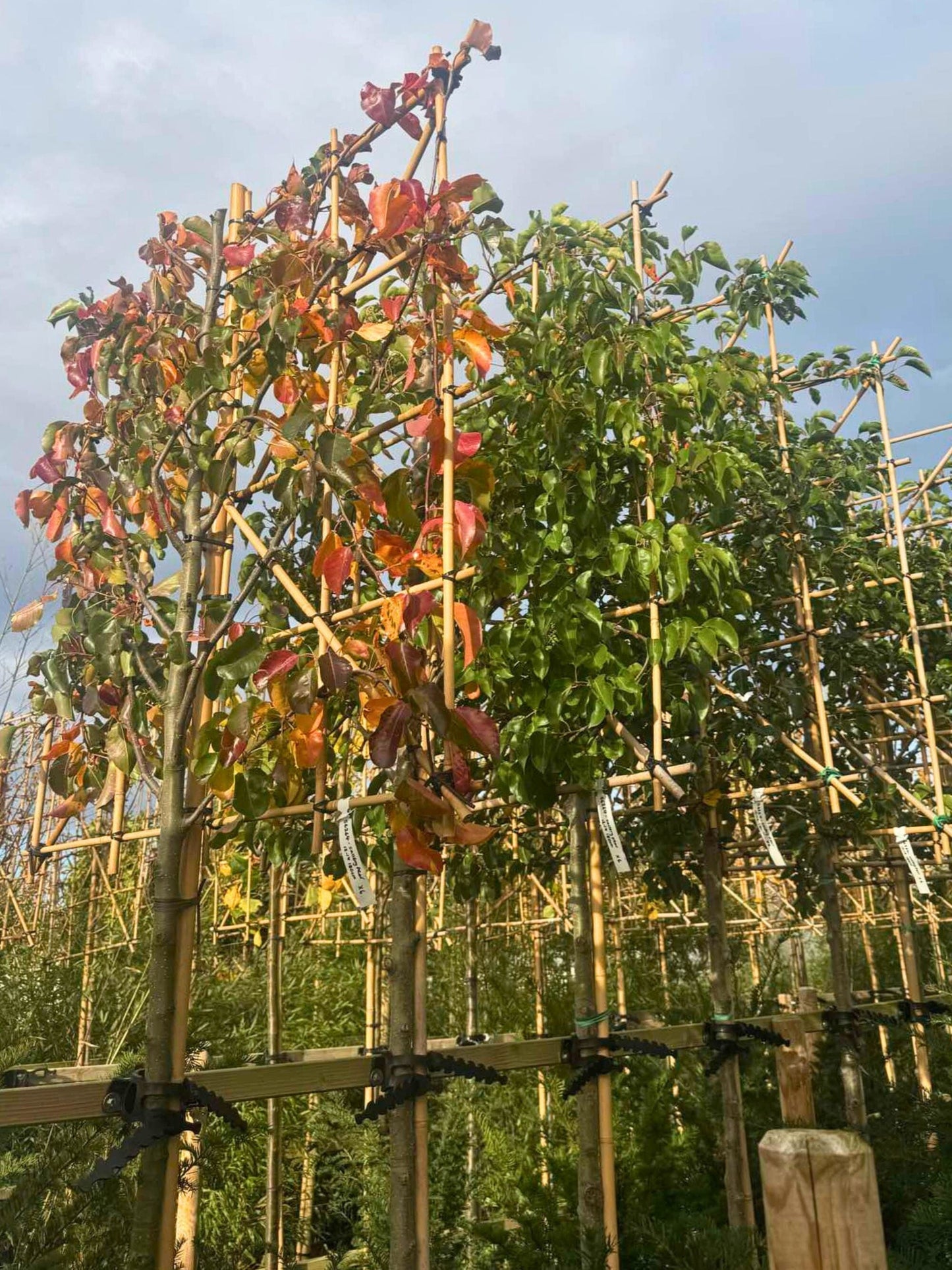 180cm / 12-14cm / 120x120cm / With growth / November