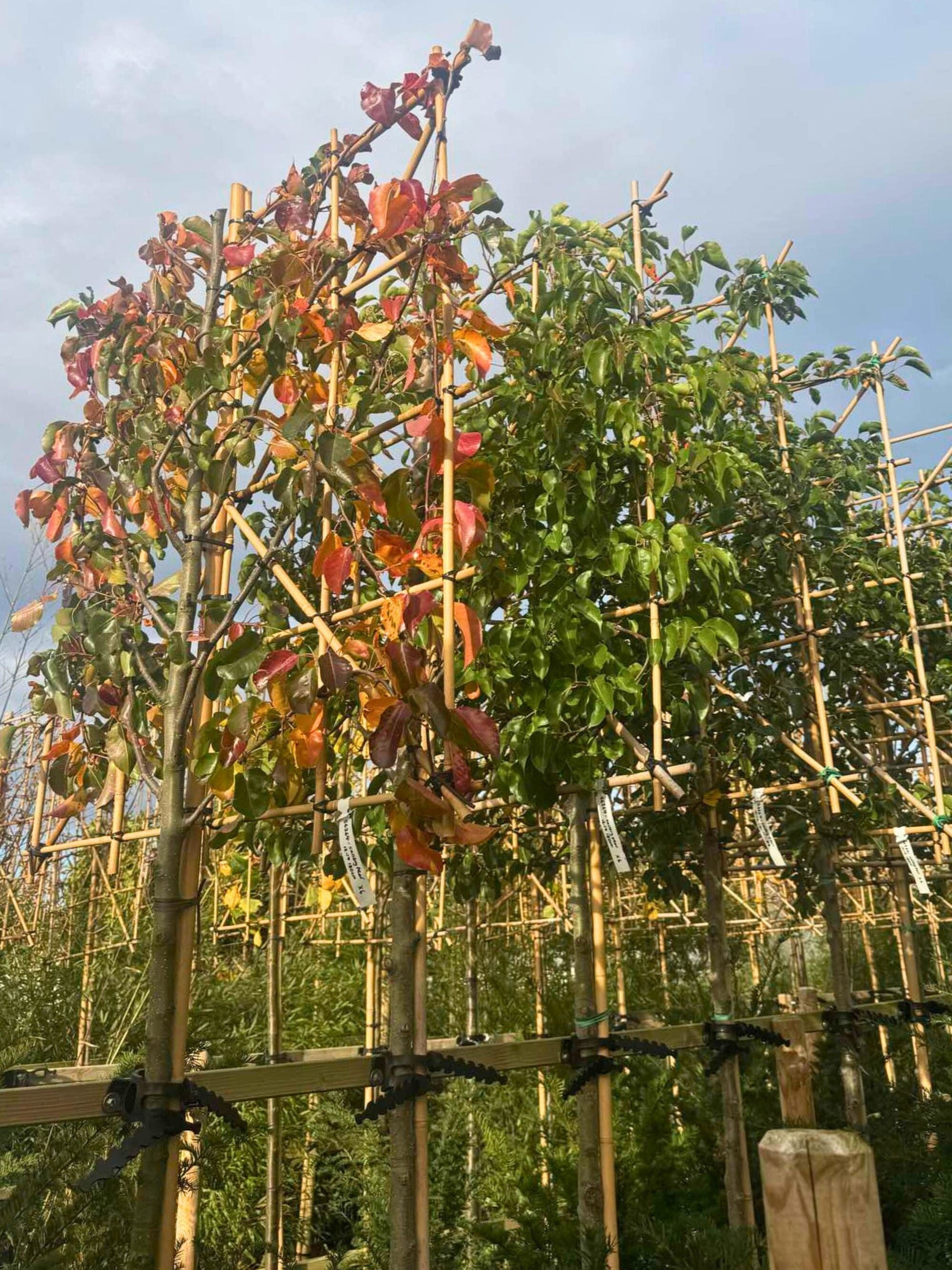 180cm / 12-14cm / 120x120cm / With growth / November