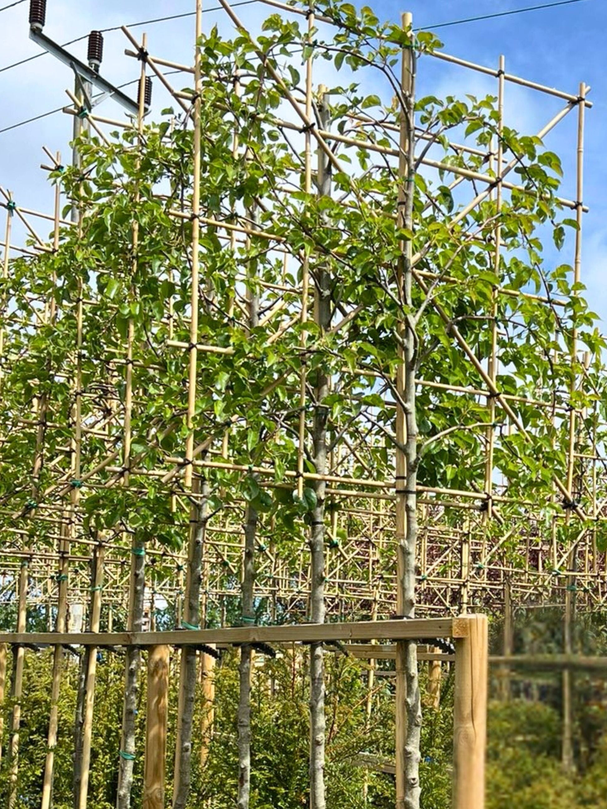 12-14cm / 120x120cm / Freshly pleached / May