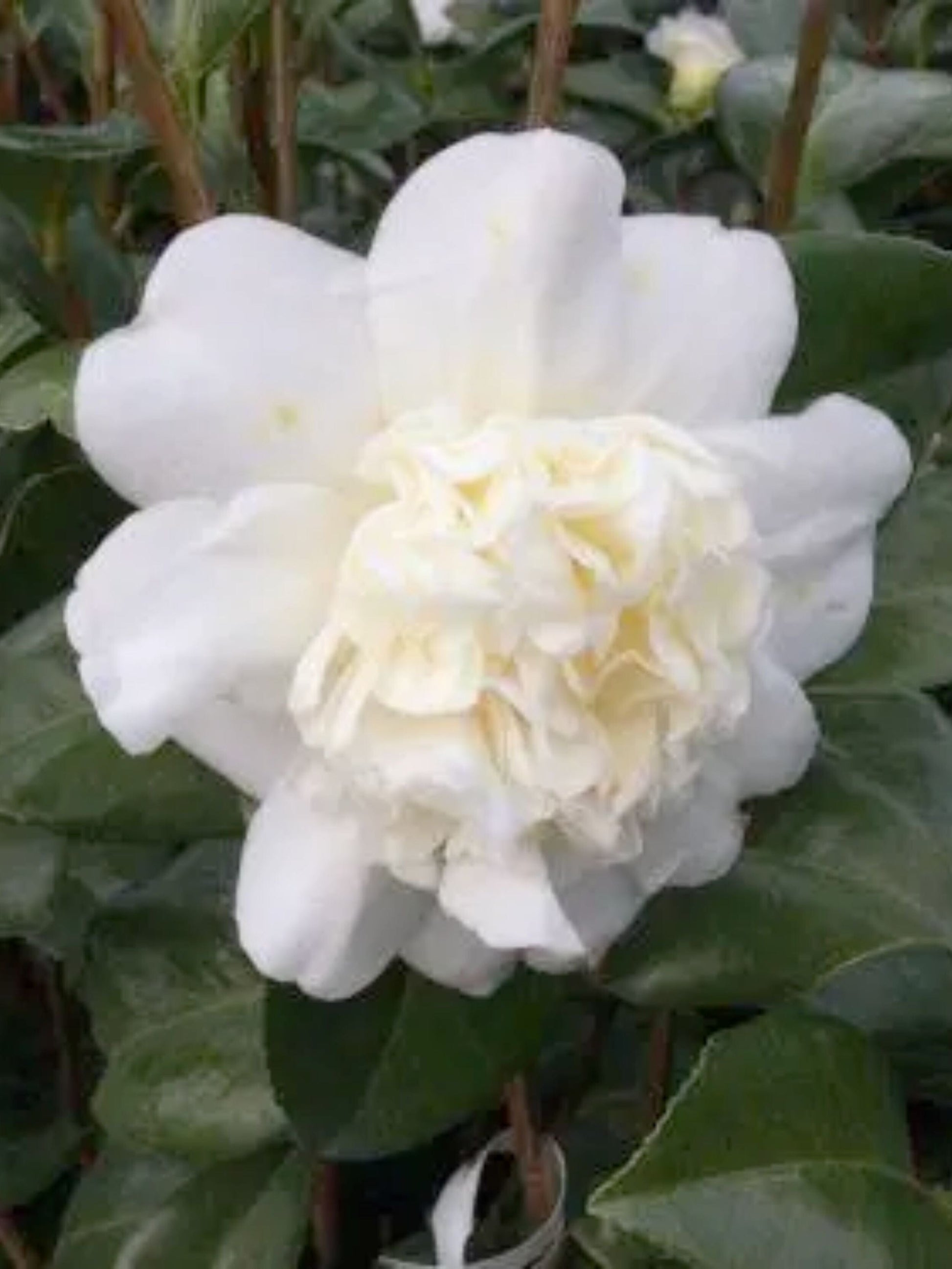 Close-up of flower in April