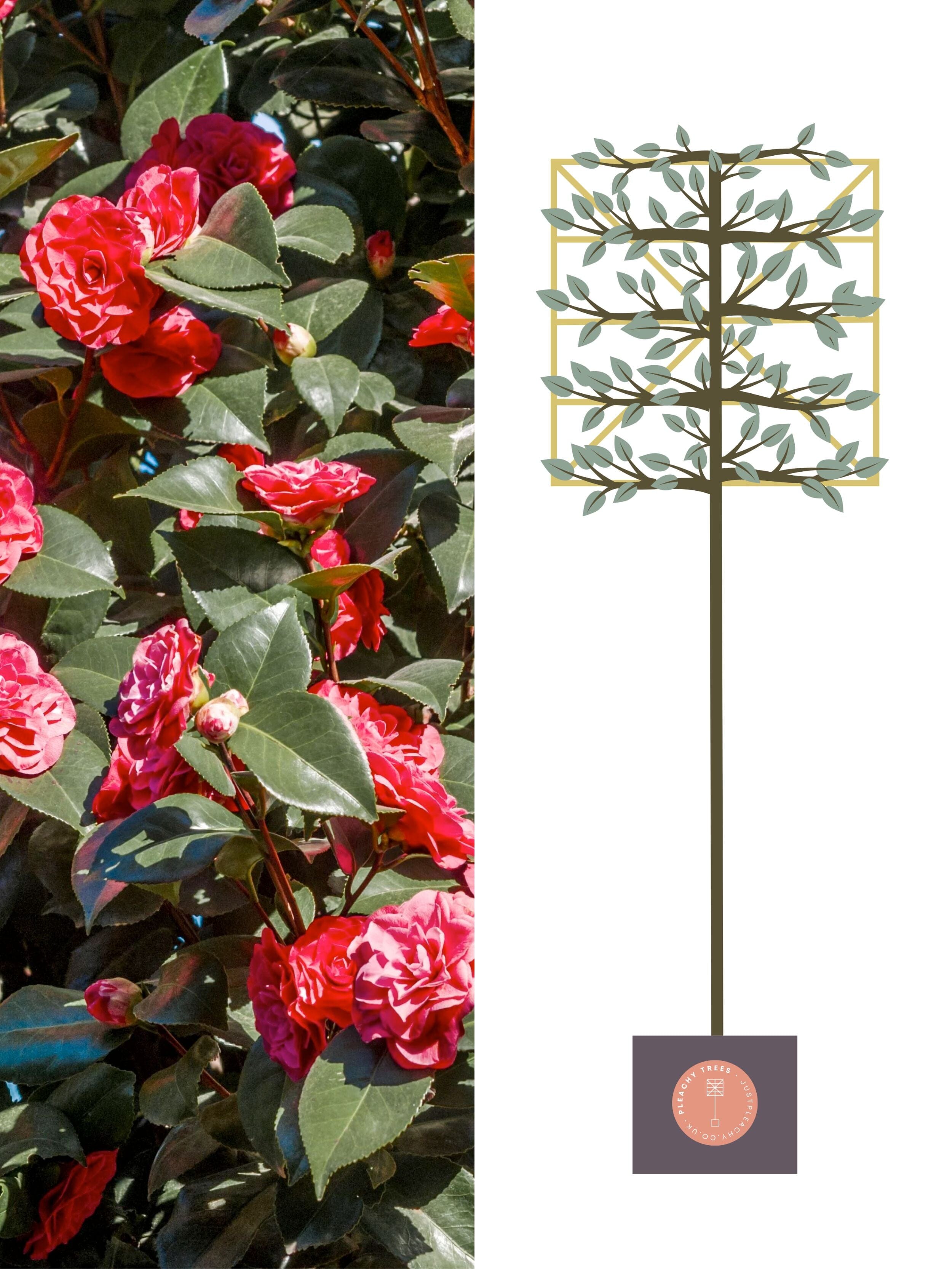 Pink Mix Camellia [Camellia japonica] for Privacy Screening Freshly