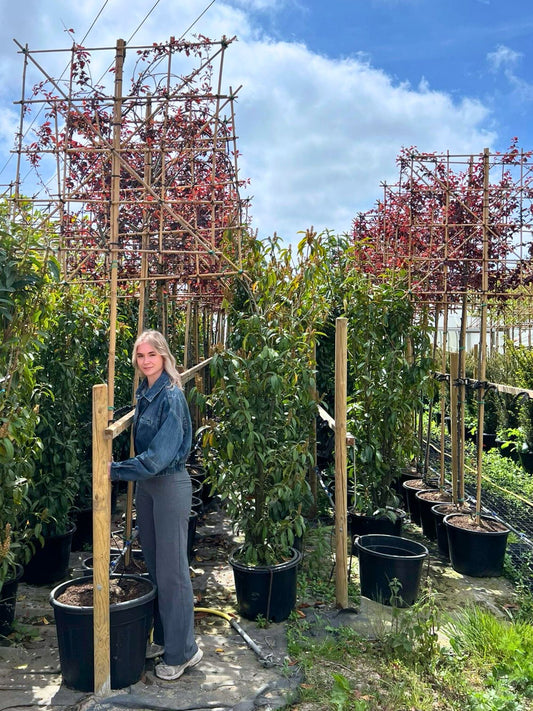180cm / 10-12cm / 120x120cm / Freshly pleached / May