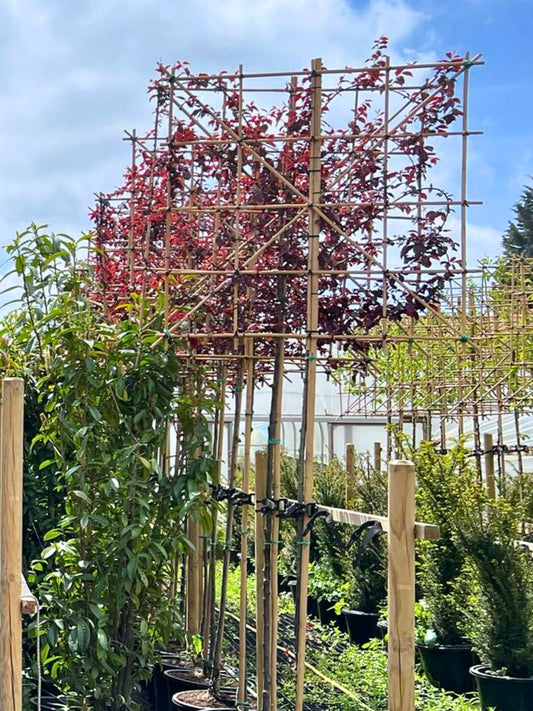 180cm / 12-14cm / 120x120cm / Freshly pleached / May