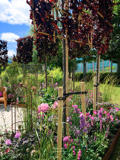 Featured in the Silver Merit award-winning The Power of Pink Plants  at BBC Gardeners’ World Live