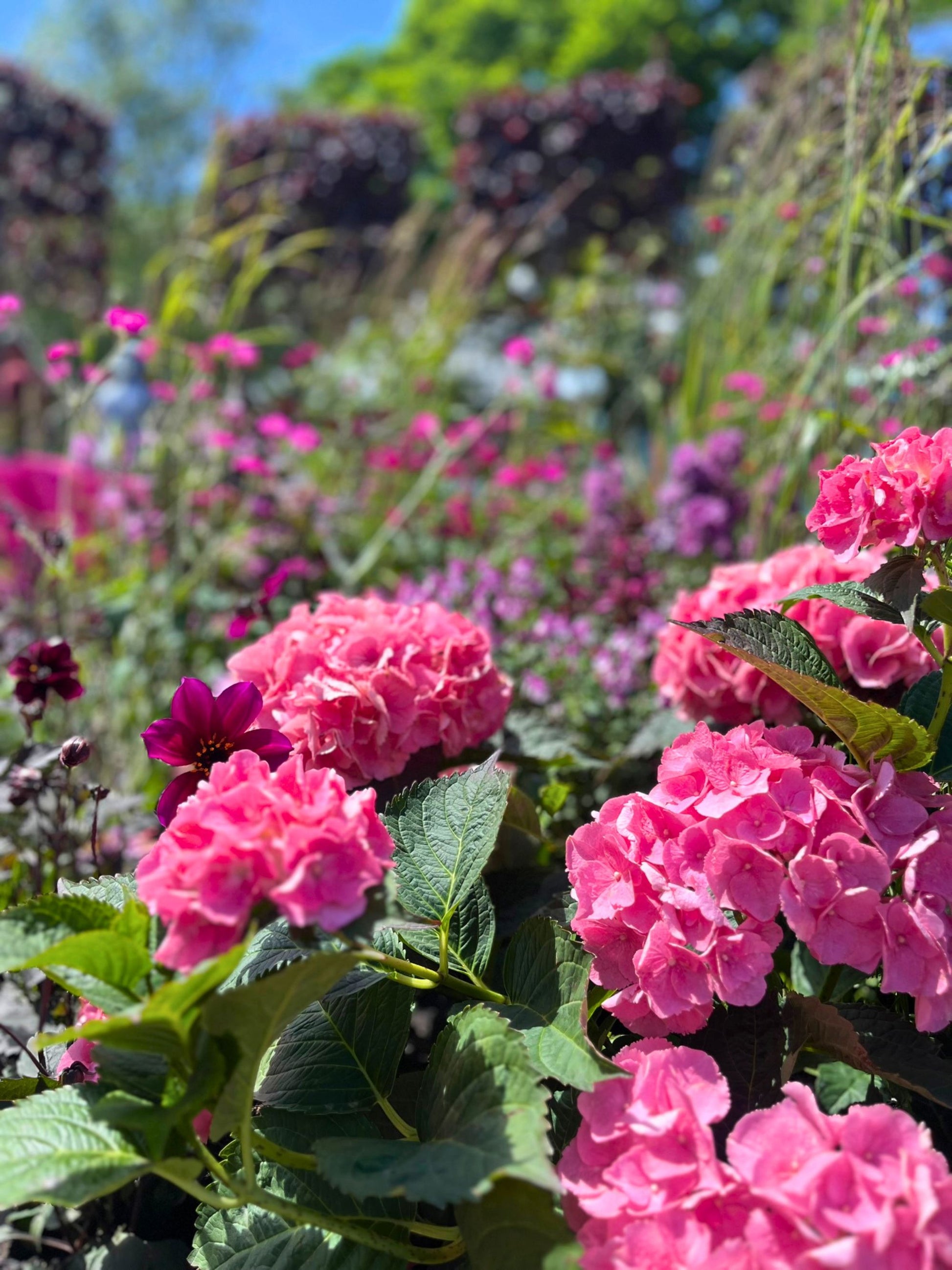 Featured in the Silver Merit award-winning The Power of Pink Plants  at BBC Gardeners’ World Live