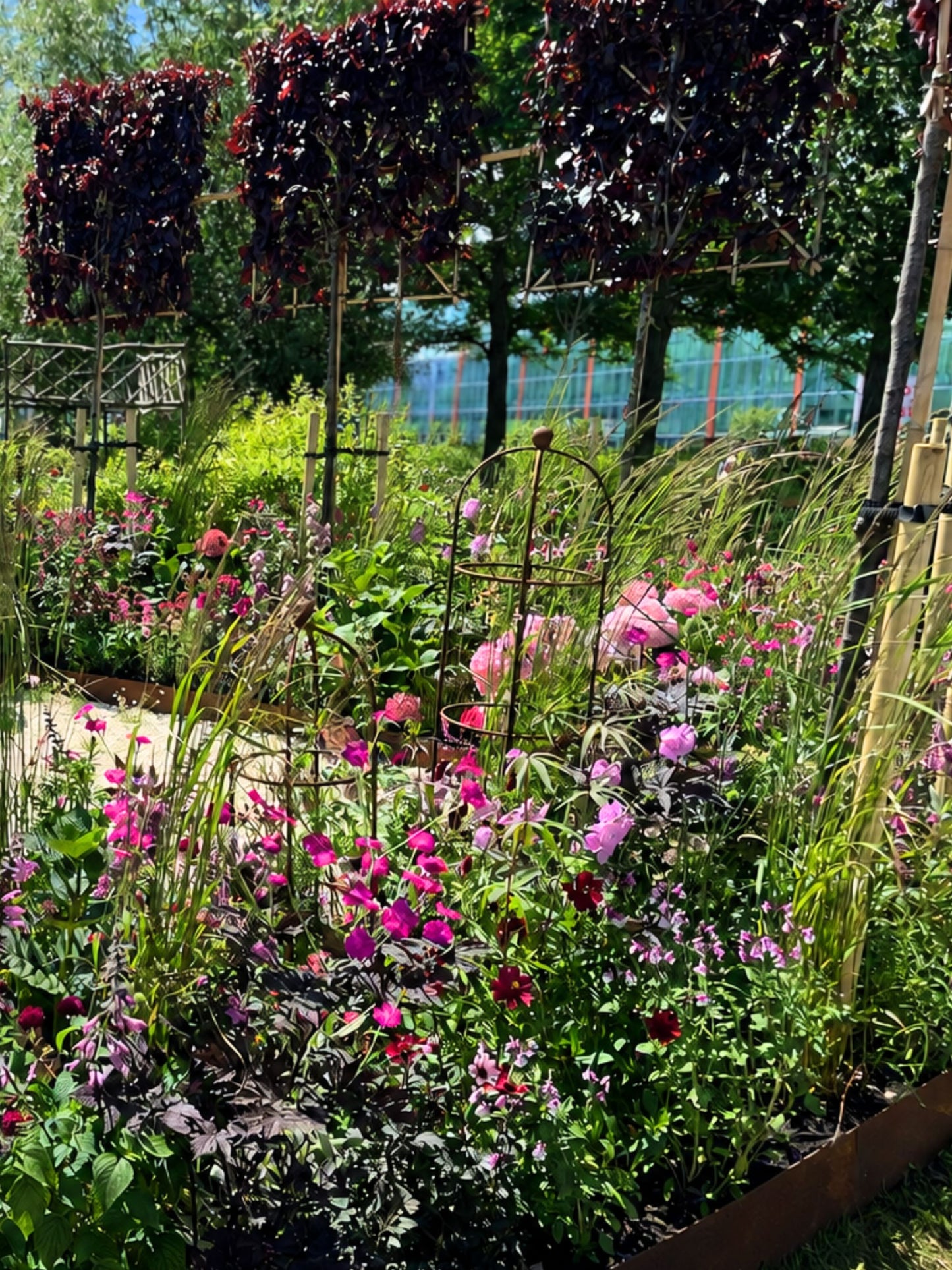 Featured in the Silver Merit award-winning The Power of Pink Plants  at BBC Gardeners’ World Live