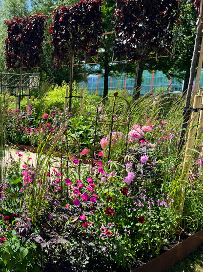 Featured in the Silver Merit award-winning The Power of Pink Plants  at BBC Gardeners’ World Live
