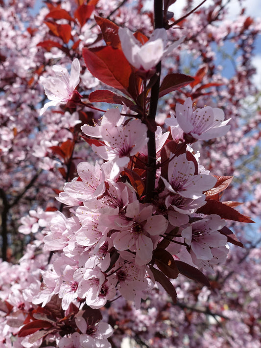 Close-up of flowers