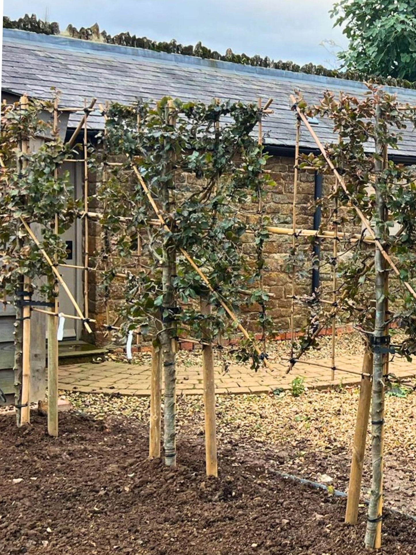 Pleached Copper Beech  / Planting Service
