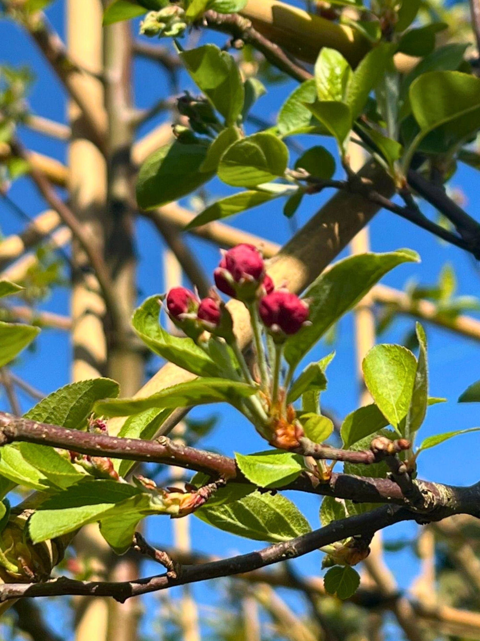 Close-up of flower buds