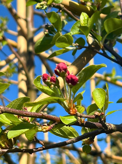 Close-up of flower buds