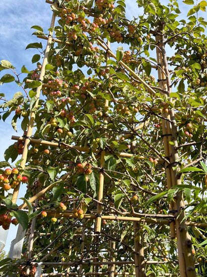 Close-up of crab apples