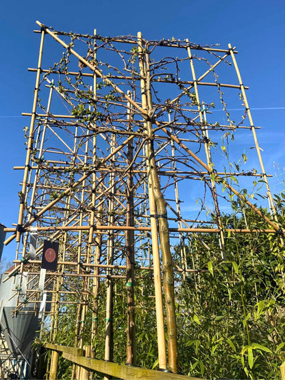 Crab Apple Pleached Tree [Malus 'Evereste'] for Privacy Screening | Freshly Pleached Trees