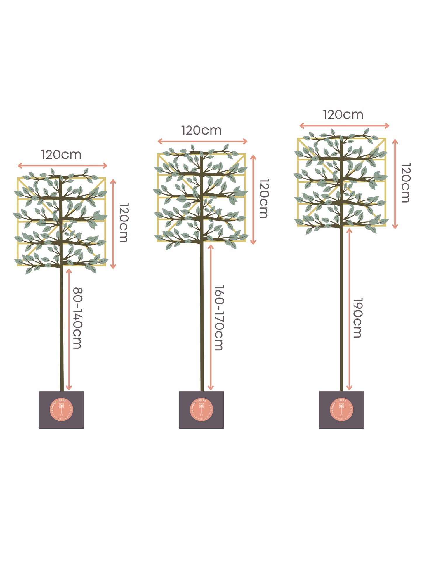 Custom Pleaching | Bespoke Clear Stem | Per Tree