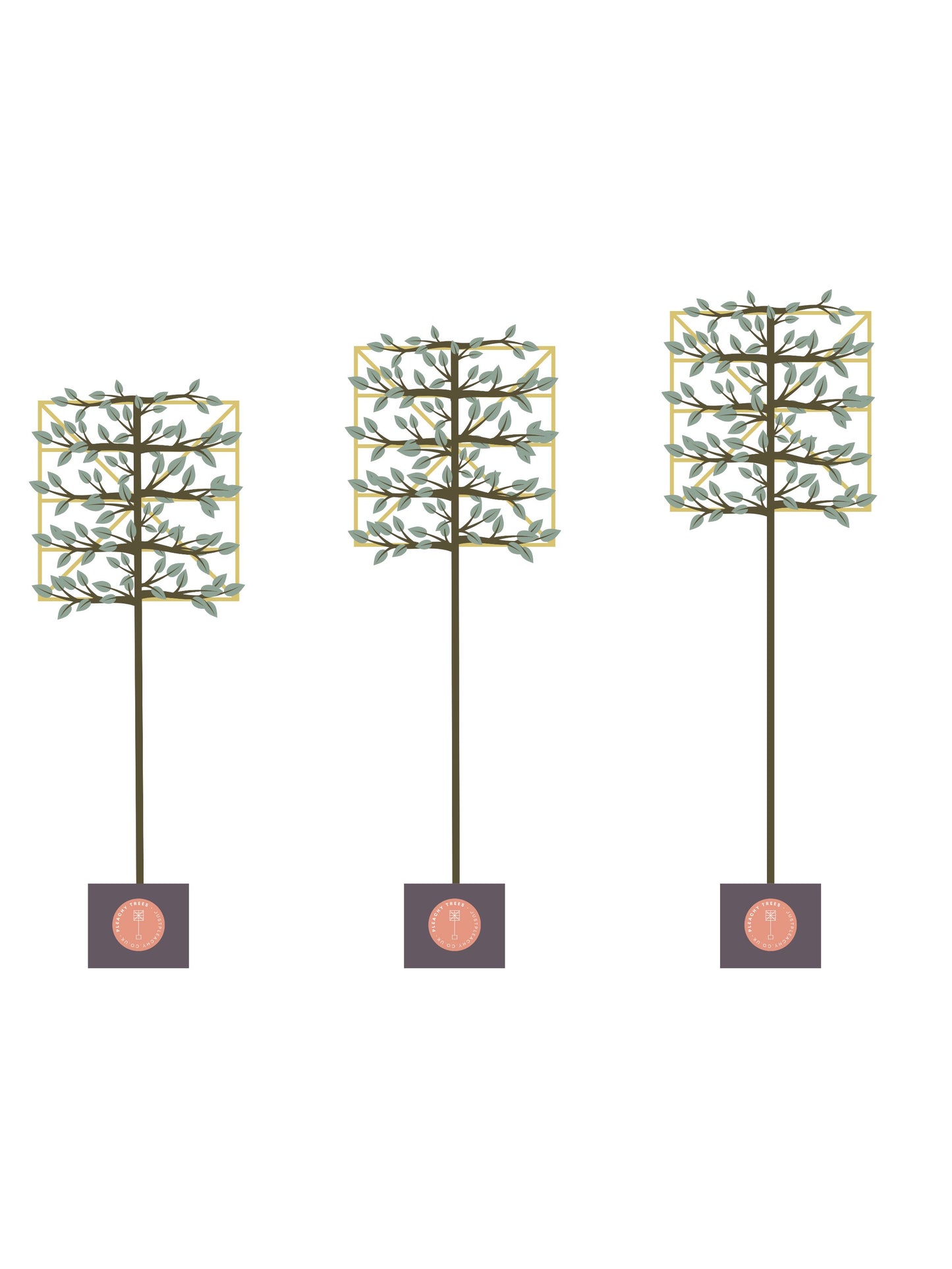 Custom Pleaching | Bespoke Clear Stem | Per Tree