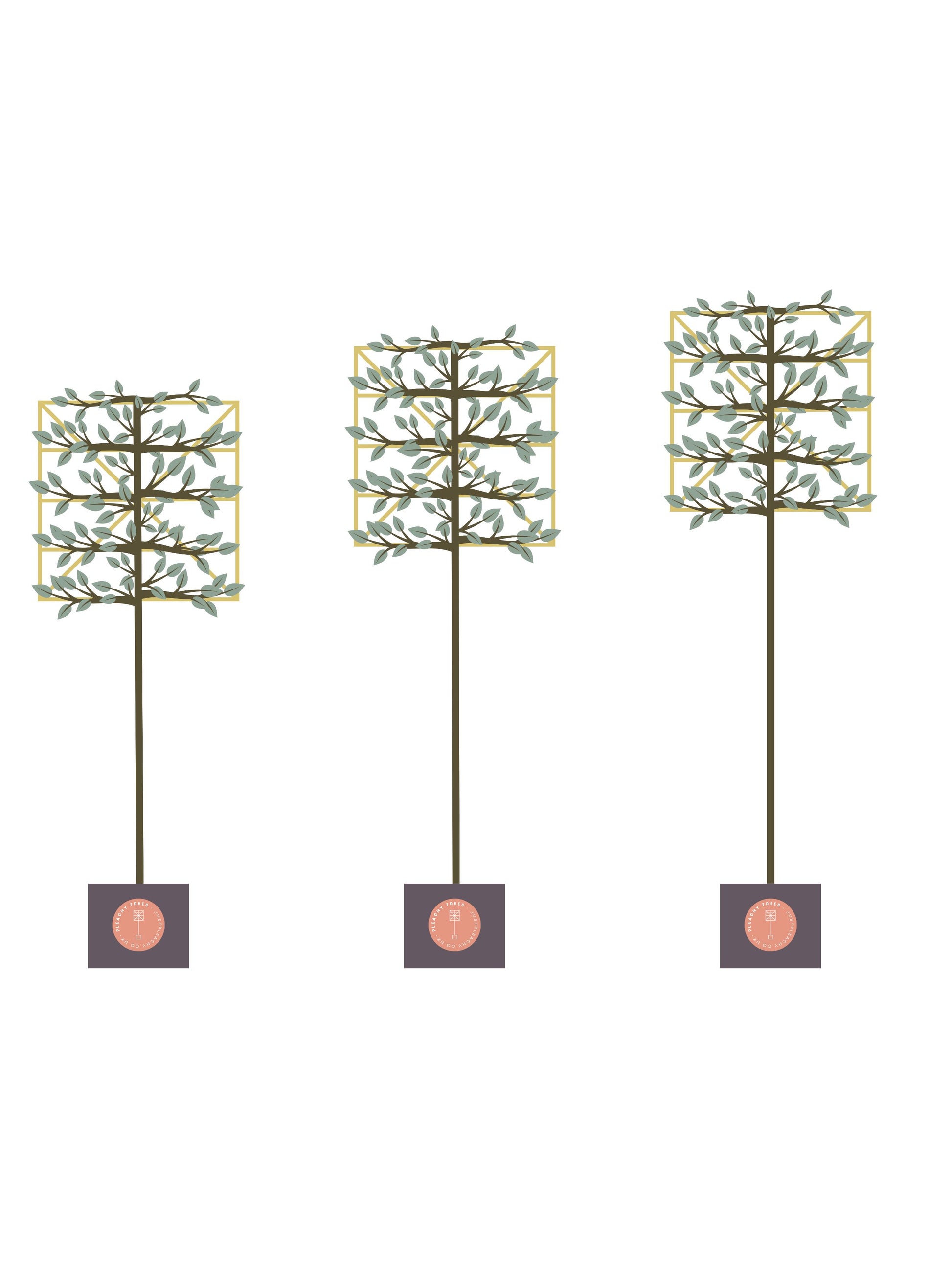 Custom Pleaching | Bespoke Clear Stem | Per Tree