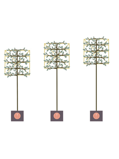 Custom Pleaching | Bespoke Clear Stem | Per Tree