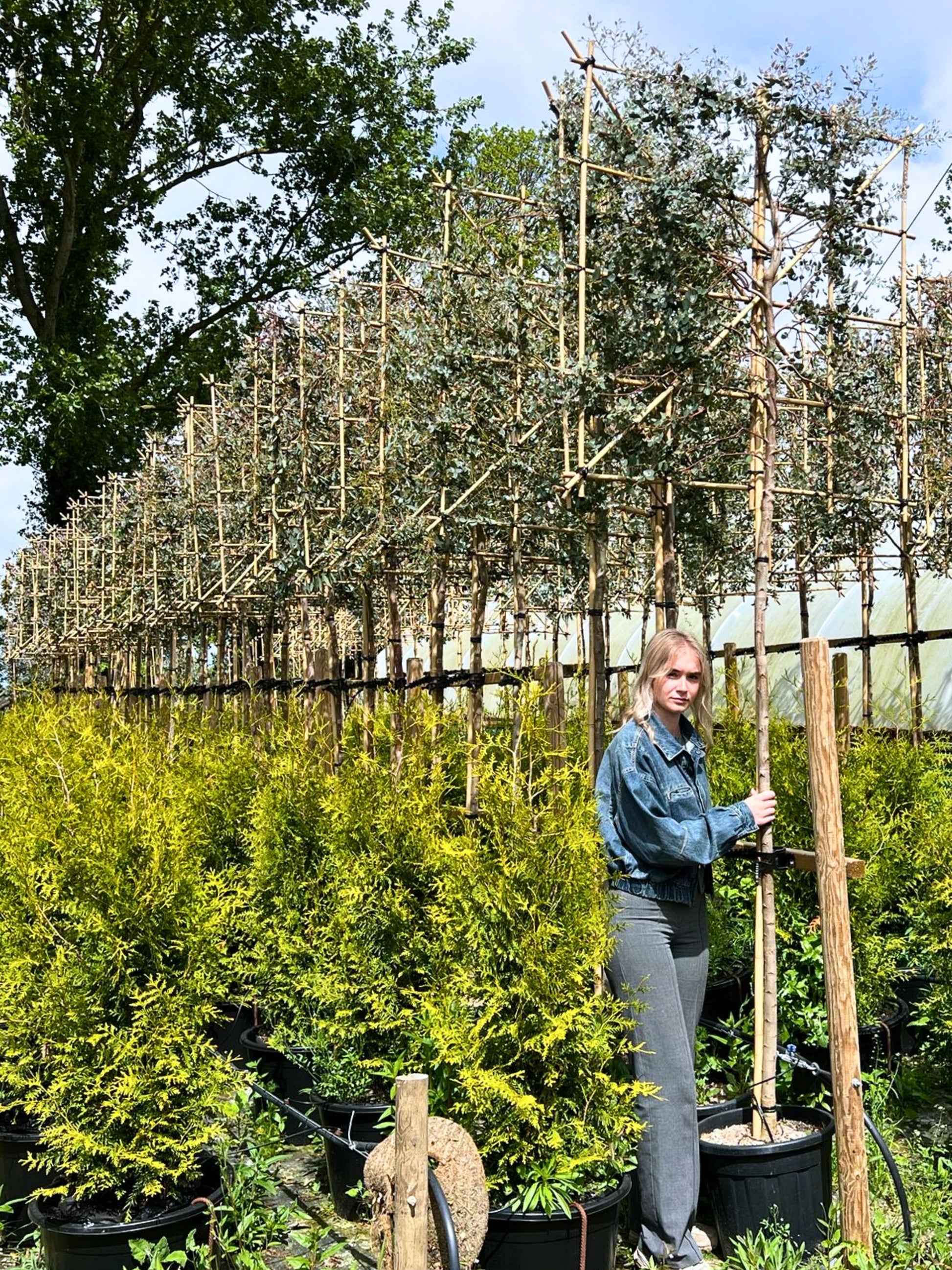 12-14cm  / 120x120cm / Freshly pleached / May