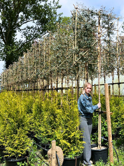 12-14cm  / 120x120cm / Freshly pleached / May