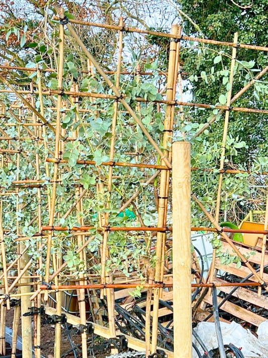 6-8cm / 120x120cm / Freshly pleached / November