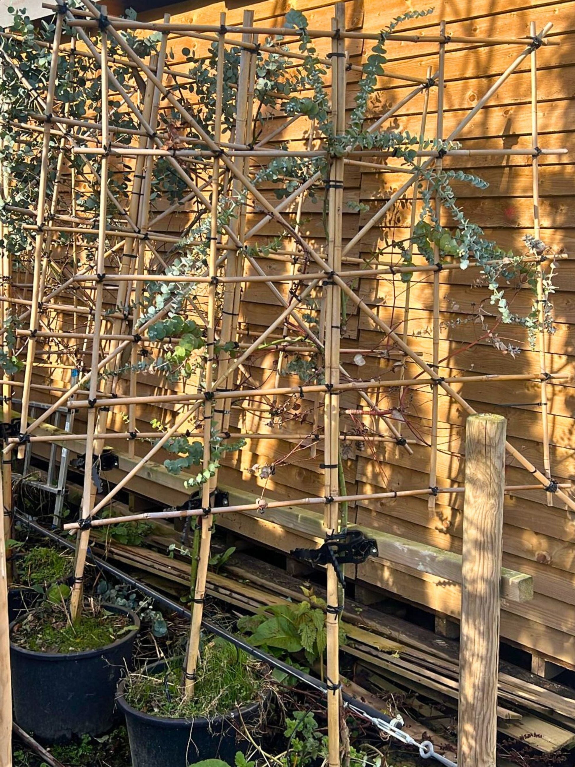 6-8cm / 80cm / 120x120cm / Freshly pleached / October (B-Grade)