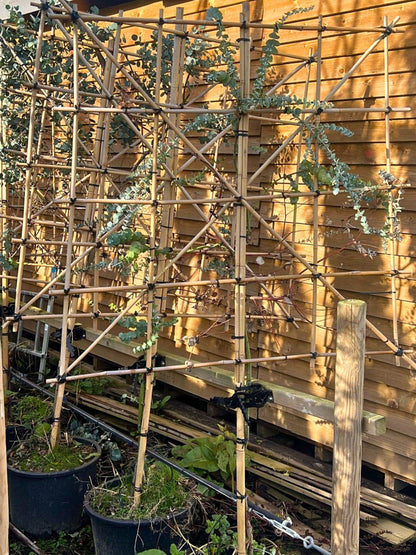 6-8cm / 80cm / 120x120cm / Freshly pleached / October (B-Grade)