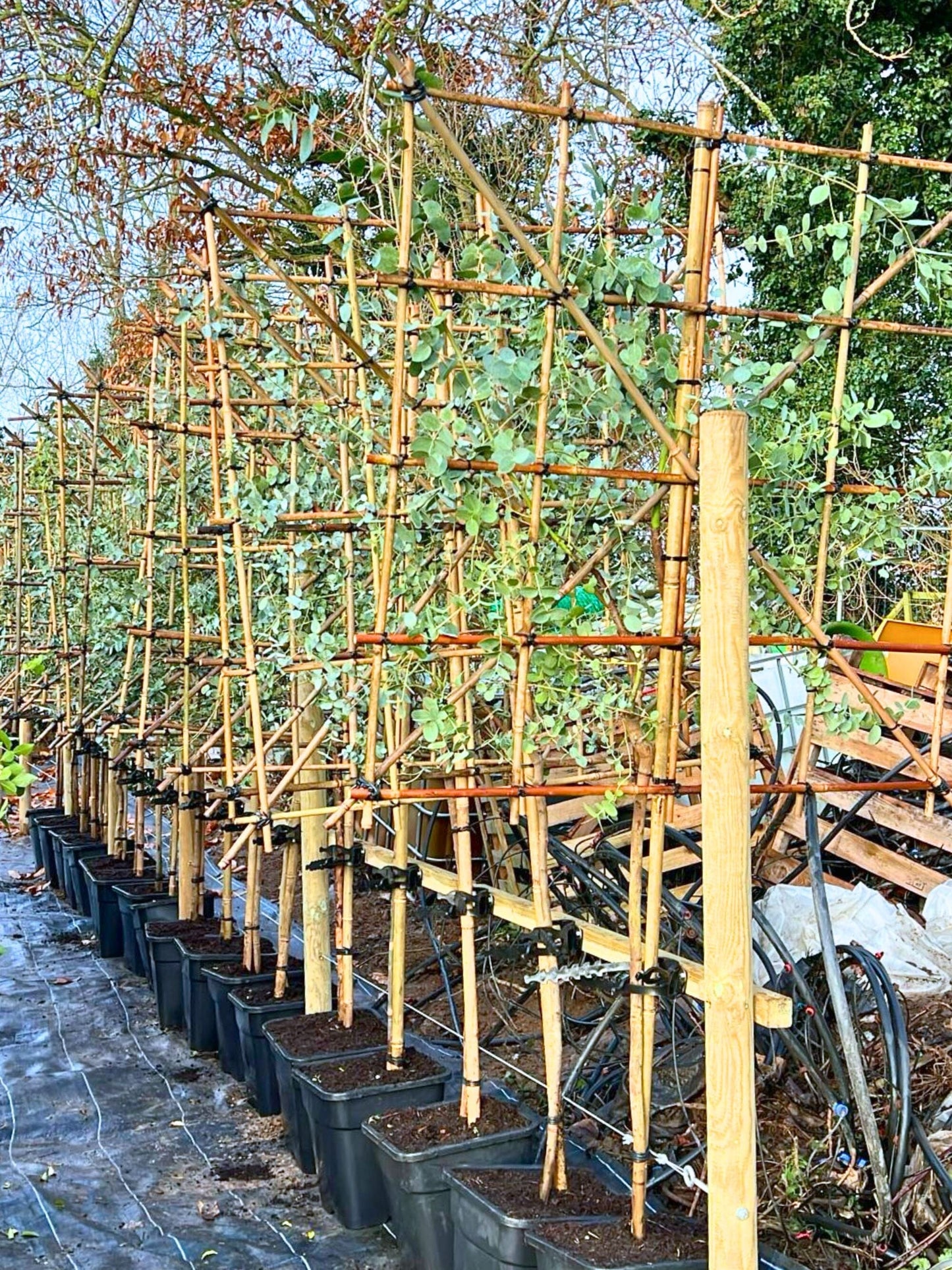 6-8cm / 80cm / 120x120cm / Freshly pleached / November