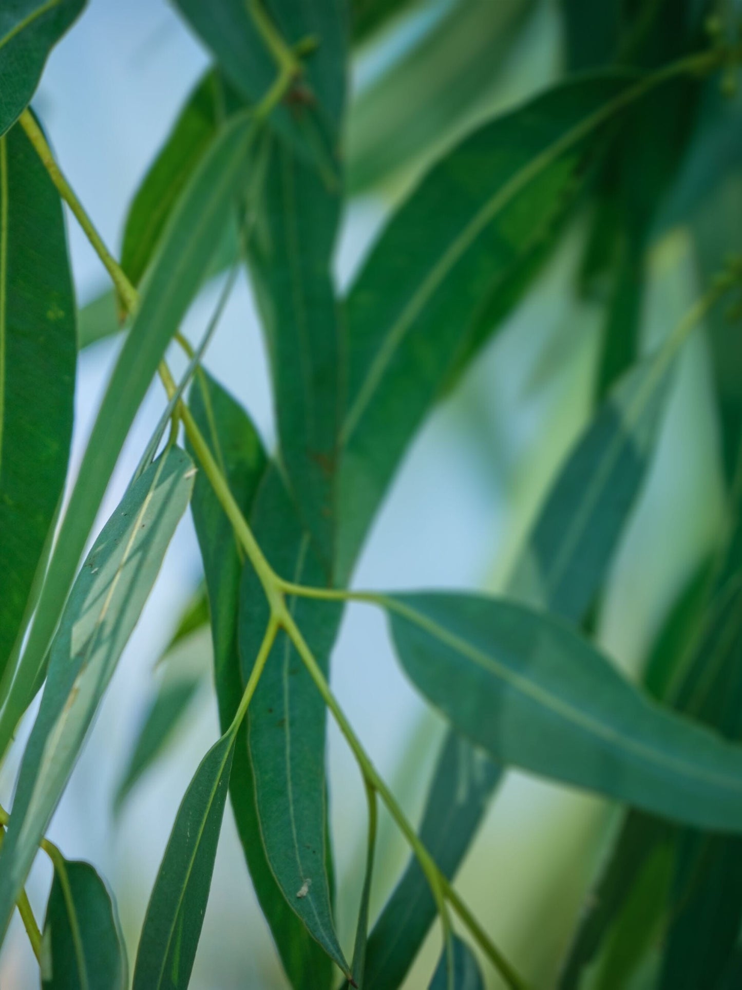 Close-up of foliage - adult leaves