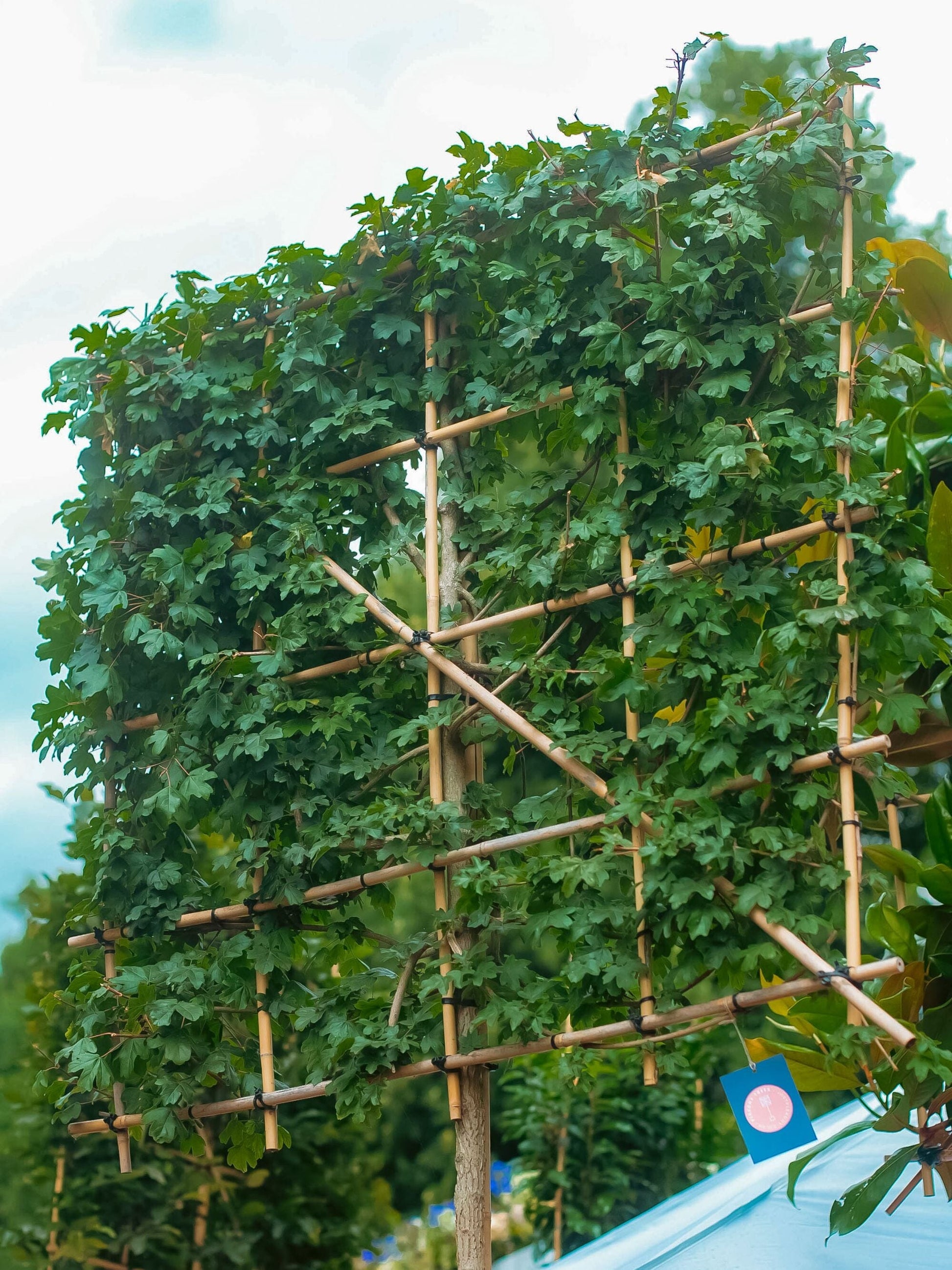 Pleached Field Maple Tree at RHS Hampton Court Palace Garden Festival 2025