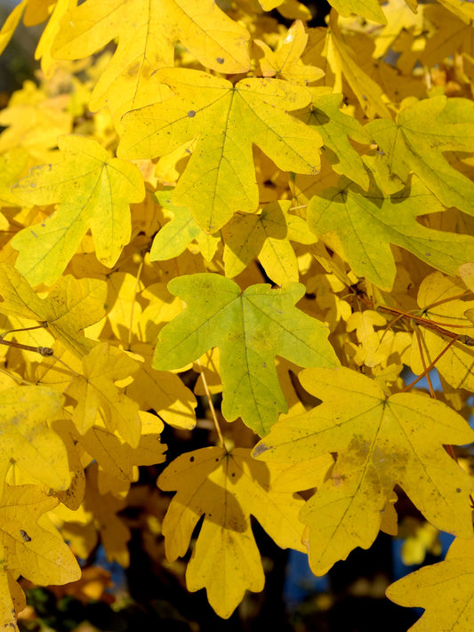 Close-up of foliage in autumn