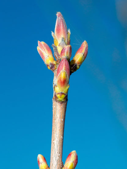 Close-up of new growth in spring