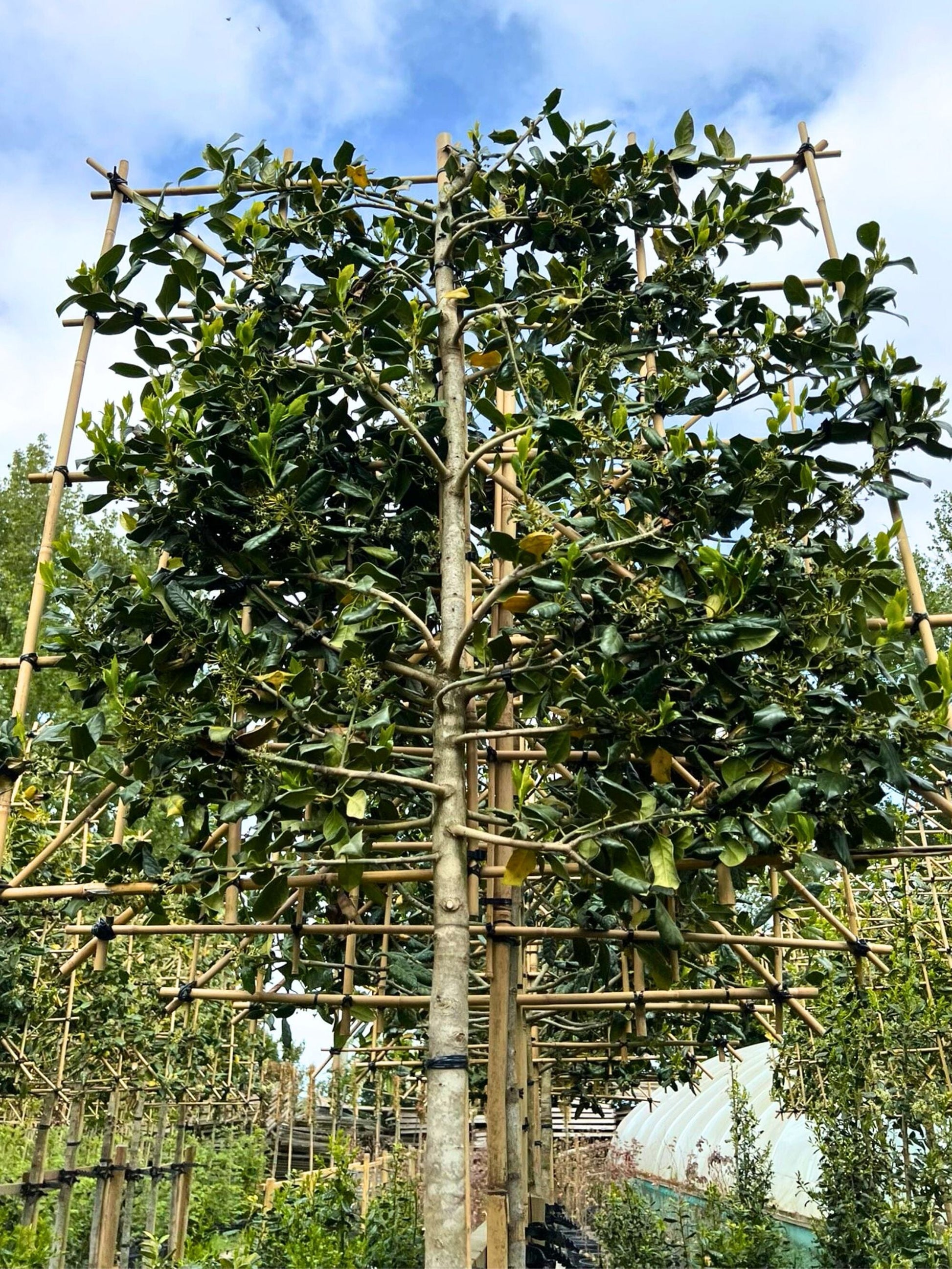 14-16cm / 120 x 120cm / With growth / May