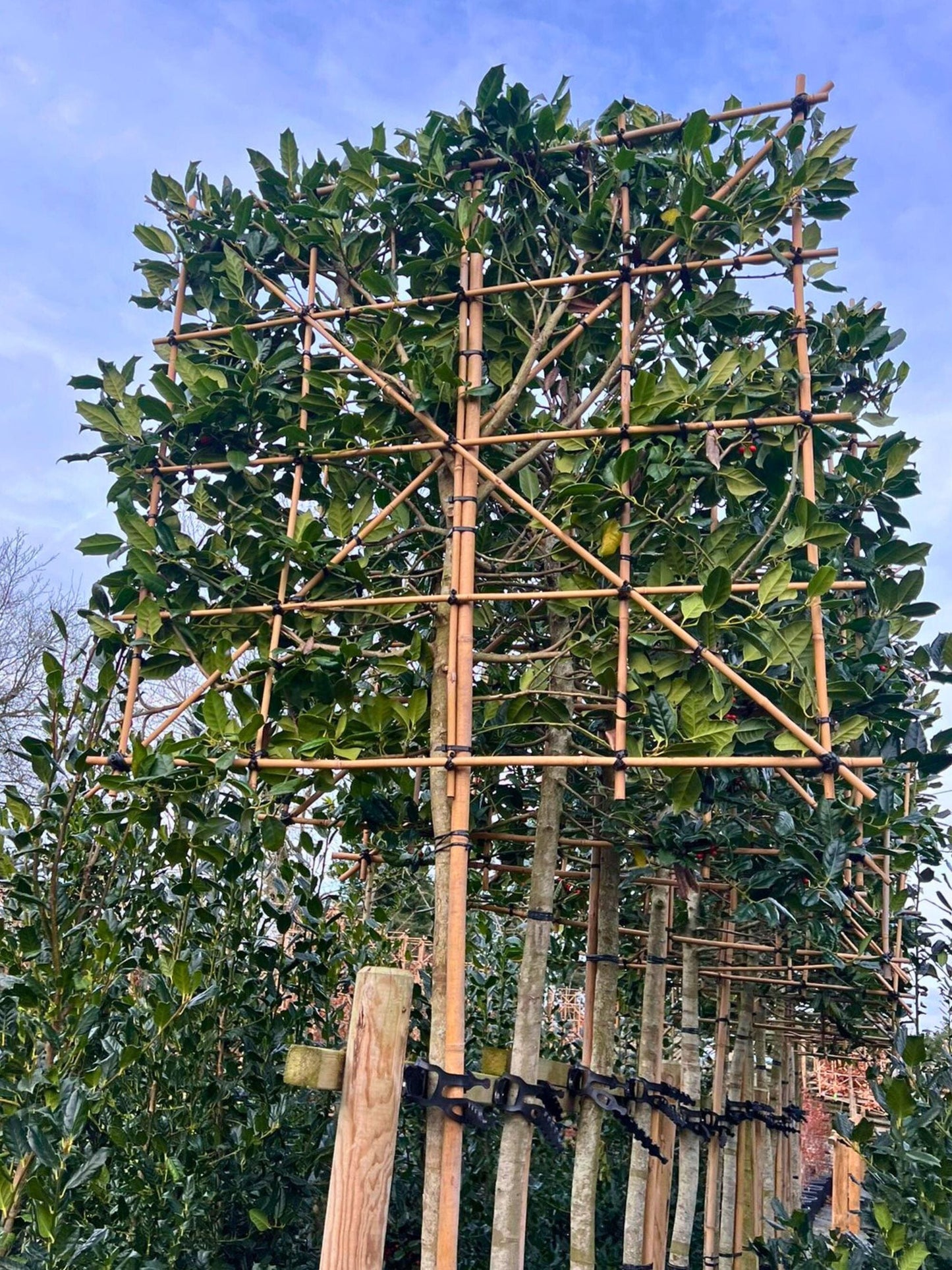 14-16cm / 120 x 120cm / With growth / January