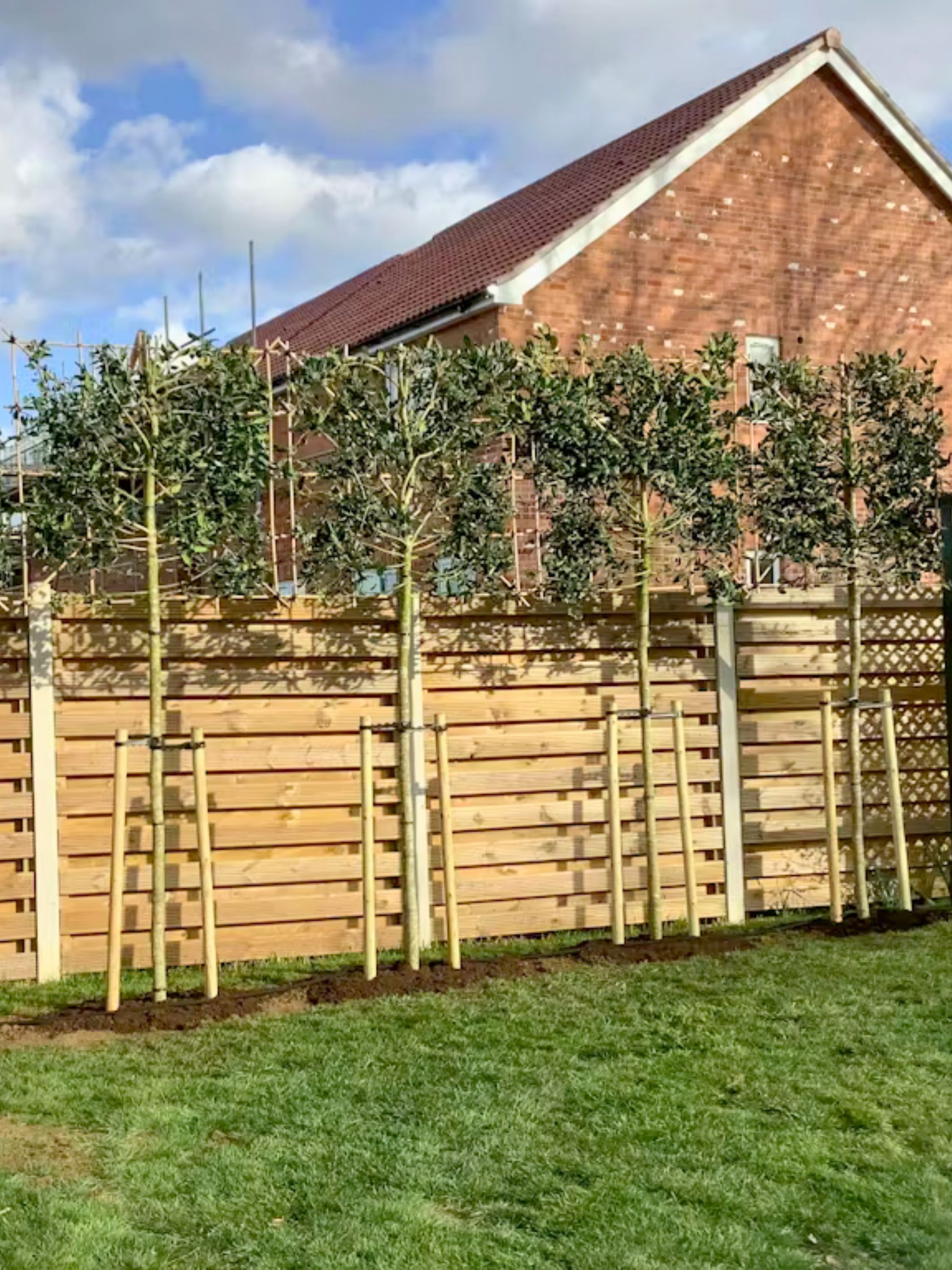 Holly Pleached Tree [Ilex 'Nellie R. Stevens'] for Privacy Screening | Freshly Pleached Trees