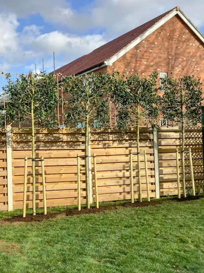 Holly Pleached Tree [Ilex 'Nellie R. Stevens'] for Privacy Screening | Freshly Pleached Trees