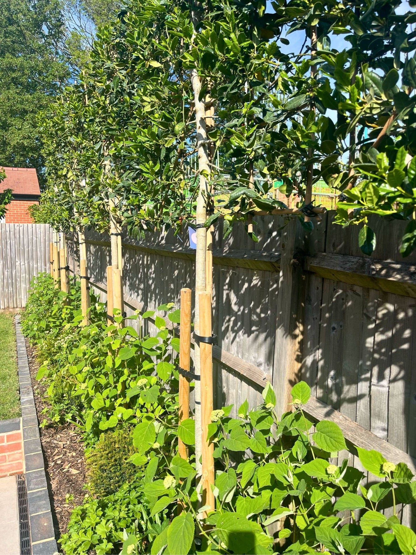 180cm / 14-16cm / Custom 130x130cm / With growth / May