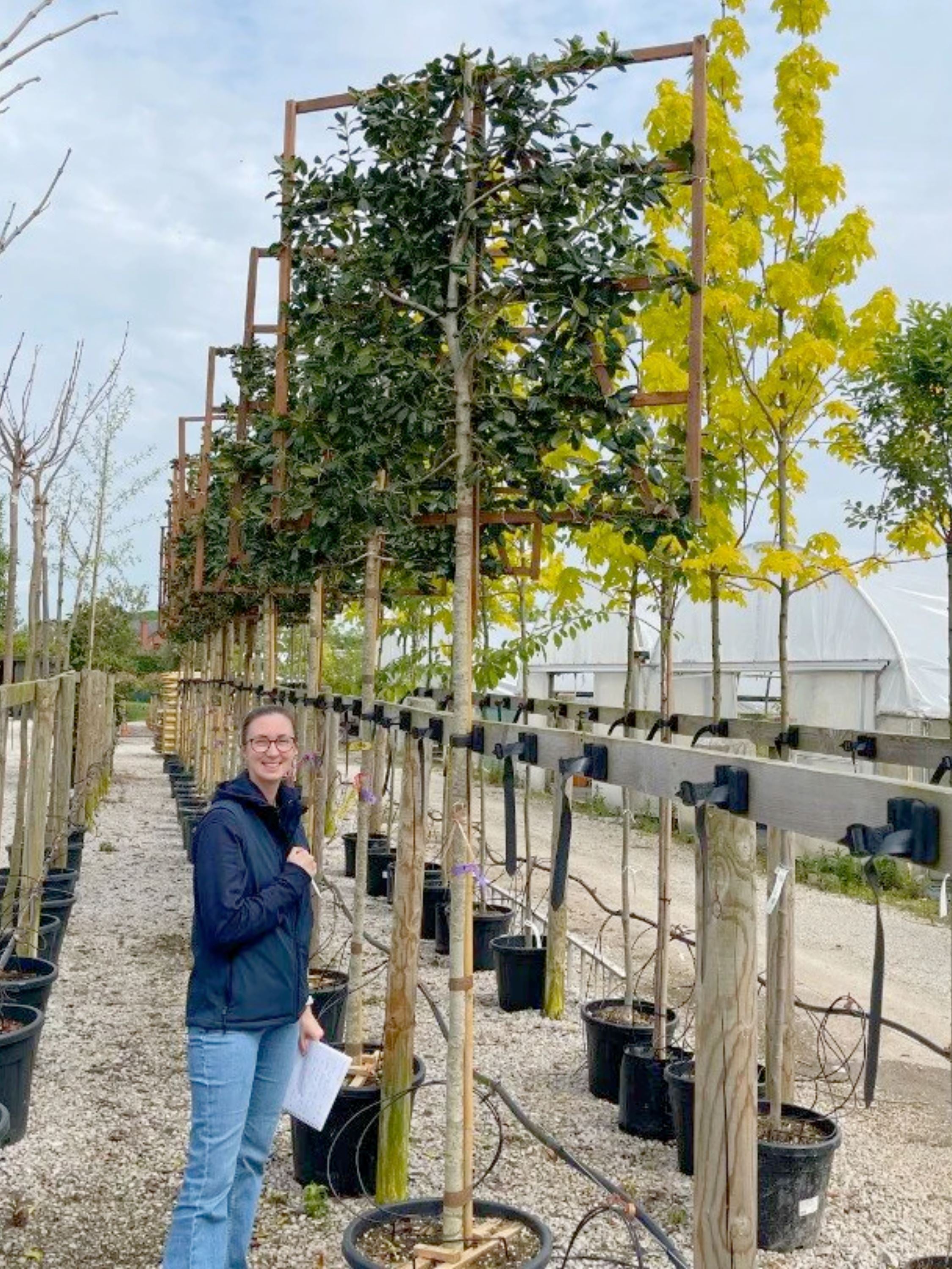 Holly Pleached Tree [Ilex 'Nellie R. Stevens'] for Privacy Screening ...