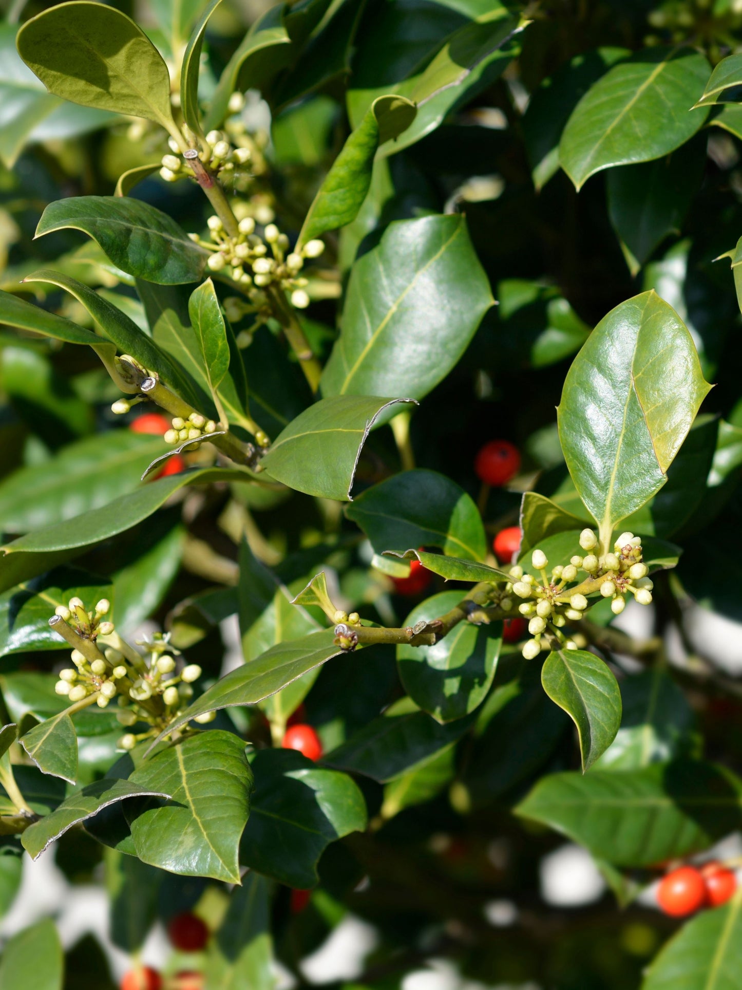 Close-up of foliage