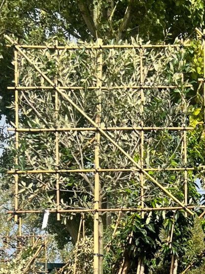 8-10cm / 120x120cm / Freshly pleached / September