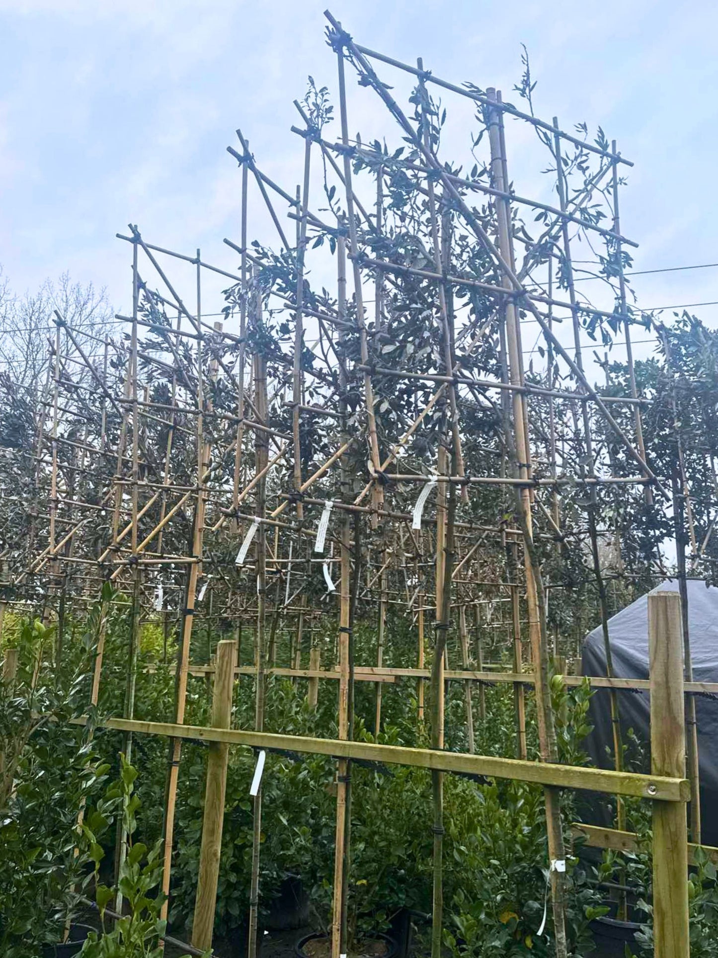 Holm Oak Pleached Tree [Quercus ilex] for Privacy Screening | Freshly Pleached Trees
