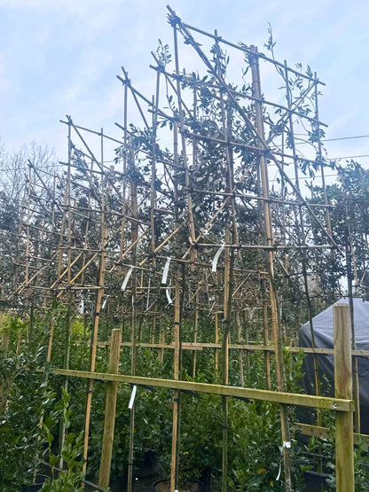 Holm Oak Pleached Tree [Quercus ilex] for Privacy Screening | Freshly Pleached Trees