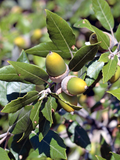 Close-up of acorns in autumn