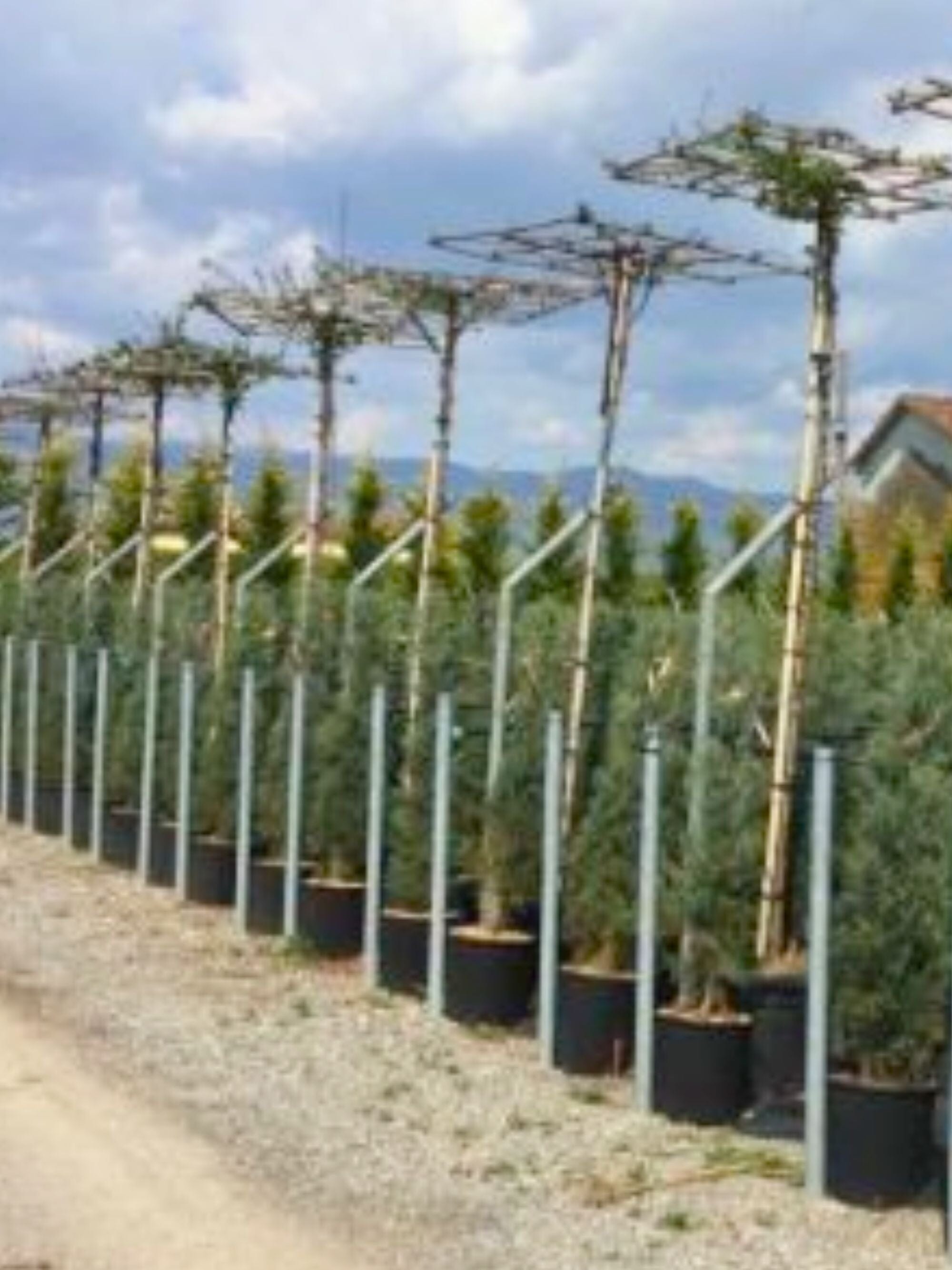Hornbeam Parasol Tree [Carpinus betulus] for Shade & Structure | Paras ...