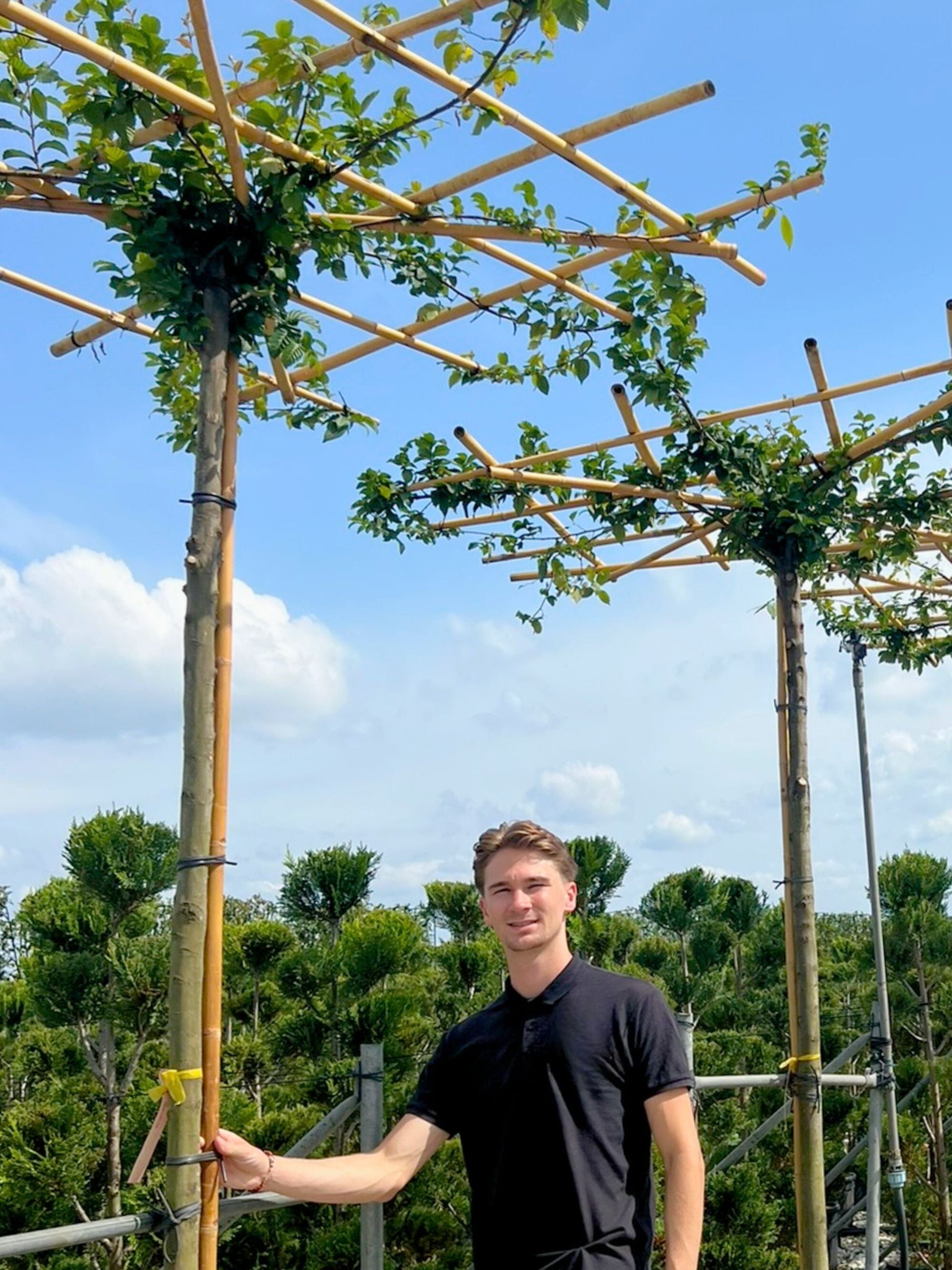Hornbeam Parasol Tree [Carpinus betulus] for Shade & Structure | Parasol Trees