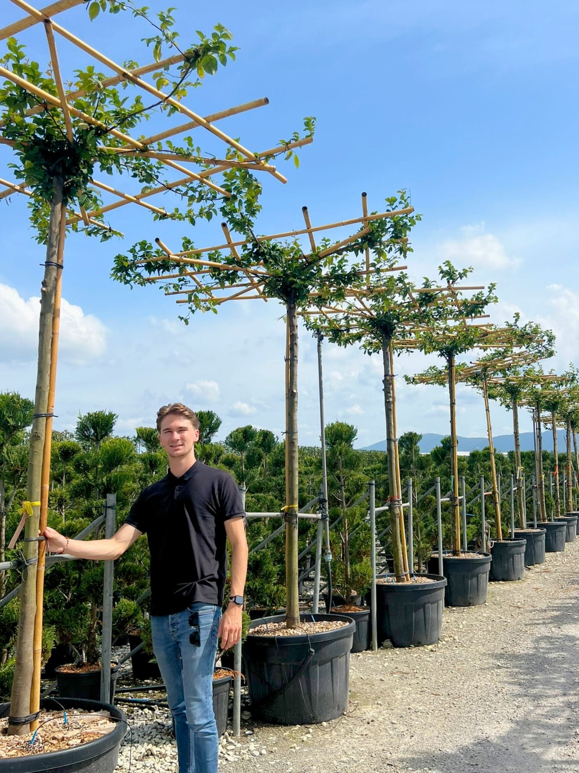 Hornbeam Parasol Tree [Carpinus betulus] for Shade & Structure | Parasol Trees