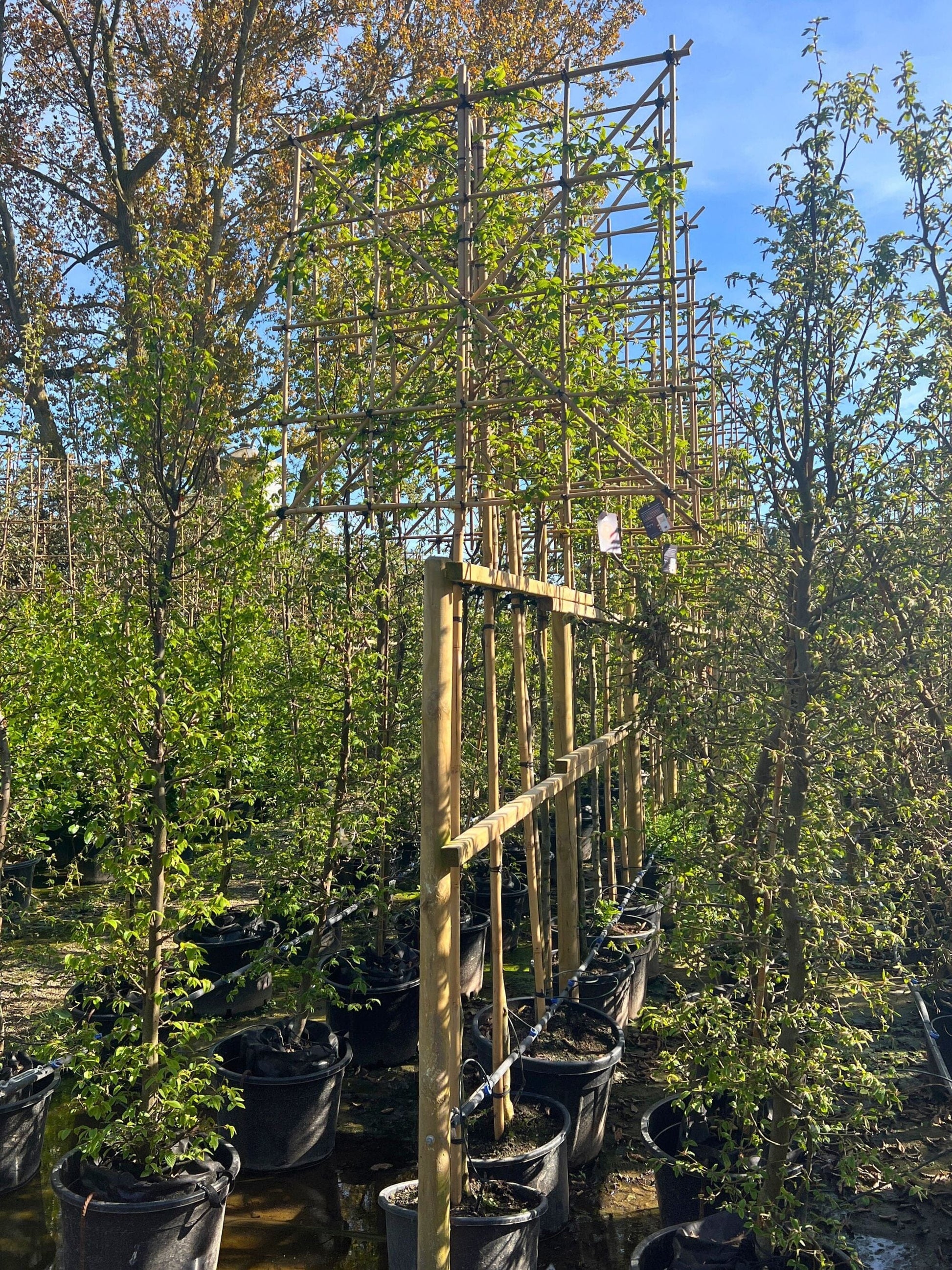  180cm / 10-12cm / 120x120cm / Freshly pleached / May