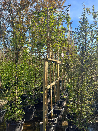  180cm / 10-12cm / 120x120cm / Freshly pleached / May