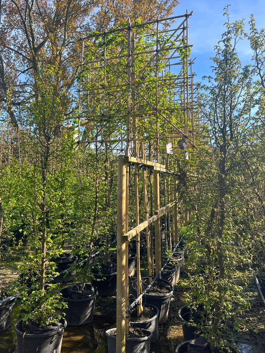  180cm / 10-12cm / 120x120cm / Freshly pleached / May