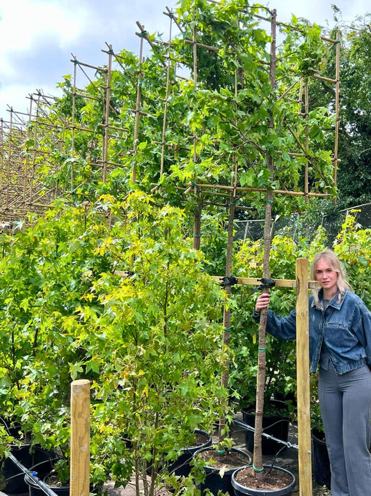 180cm / 14-16cm / 120x120cm / Freshly pleached / May